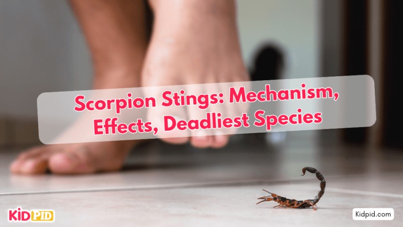 Scorpion Stings: Venom Effects and Deadliest Species