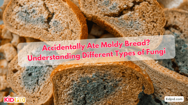 "What Happens If You Accidentally Eat Moldy Bread? Fungi Types"