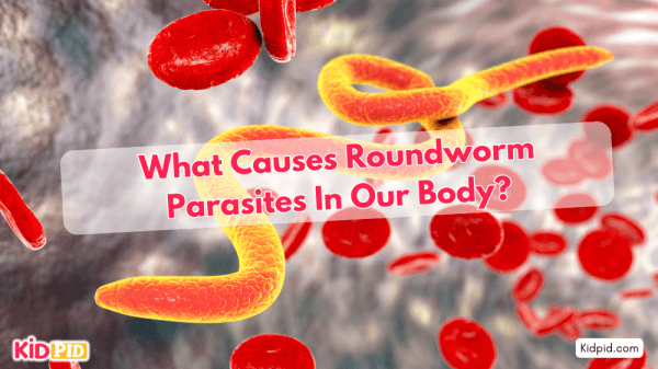 What causes roundworm parasites inside the body?