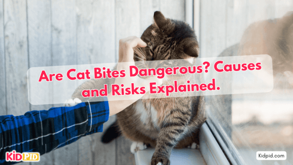 What to do if a cat bites you? Are cat bites harmful to humans?