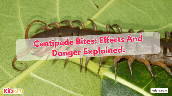 What occurs if a centipede bites? Are they dangerous?