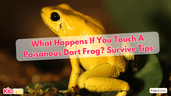 What happens If You Touch a Poisonous Dart Frog? Survive Tips