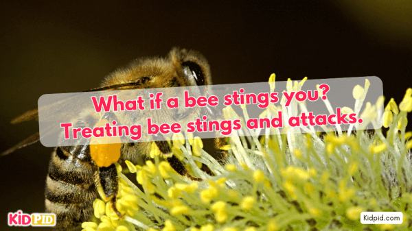 What if a bee stings you? Treating bee stings and attacks.