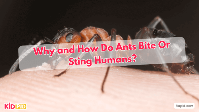 Why and how do ants bite or sting humans?