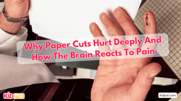 Why Paper Cuts Hurt Deeply and How the Brain Reacts to Pain.