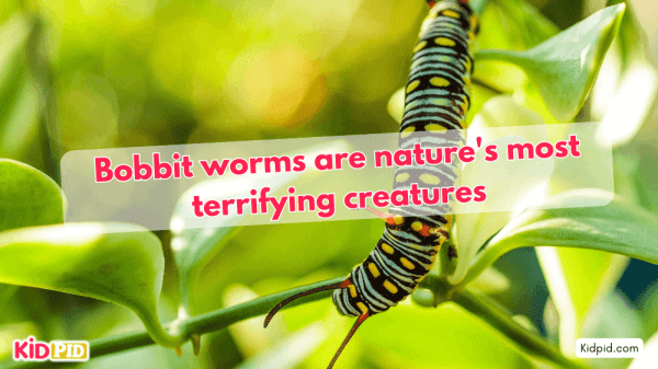 Bobbit Worms Are Among The Most Terrifying Creatures In Nature
