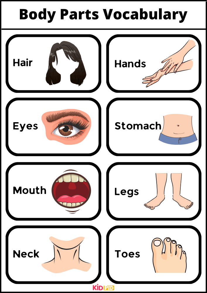 Body Parts Vocabulary - Words With Pictures Book