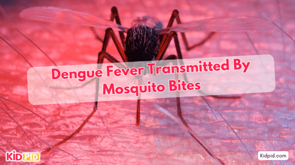 Dengue Virus Spread Through Mosquito Bites