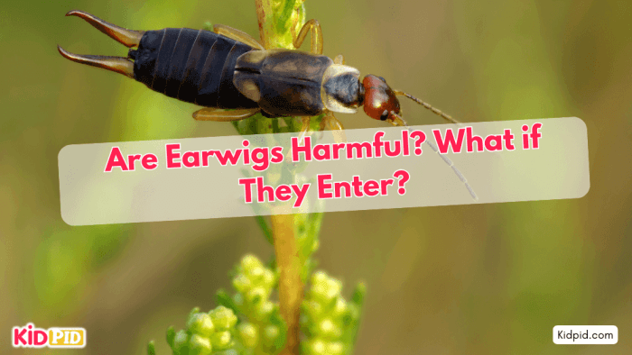 Earwigs! Are They Harmful? What If One Enters Your Ear?