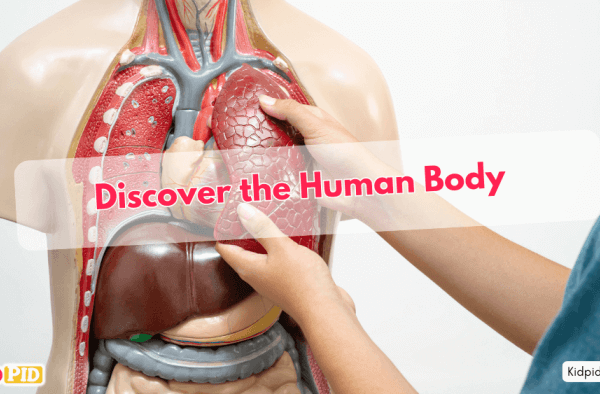 Explore the Human Body