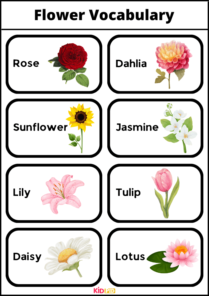 Flower Vocabulary - Words With Pictures Book