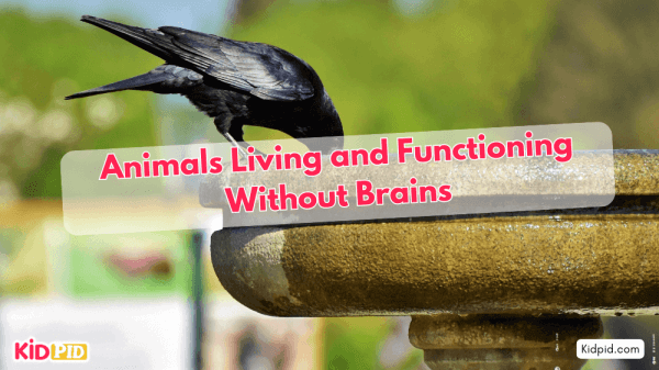 How Certain Animals Live and Function Without a Brain