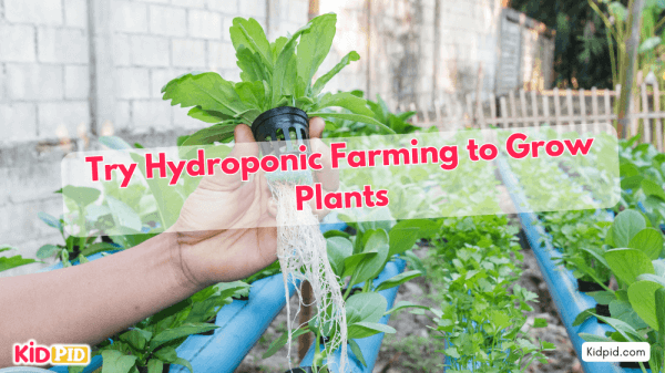 Grow Plants Without Soil: Try Hydroponic Farming!