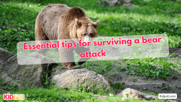 How To Survive A Bear Attack: Essential Tips For Safety