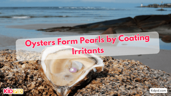 Oysters form Pearls by Covering Irritants With Layers.