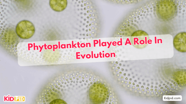 Phytoplankton Contributed to Complex Life's Evolution on Earth