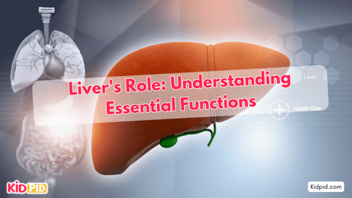 What Is The liver's Role? Understanding Its Essential Functions