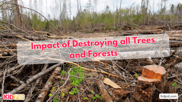 What Would Happen If All Trees Vanished?