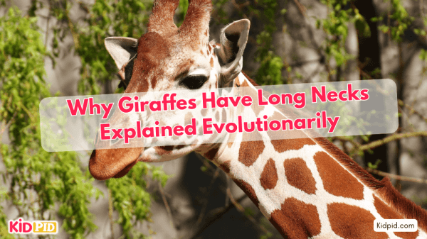 Why Do Giraffes Have Long Necks? Evolutionary Theory Explained