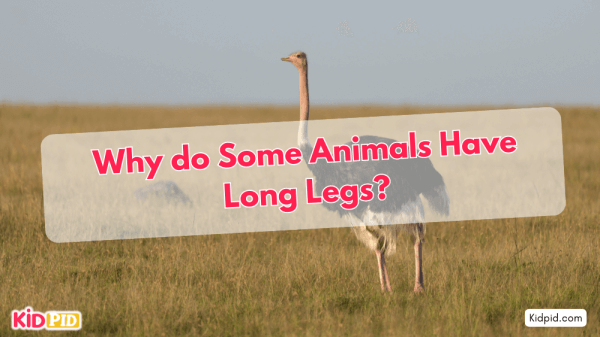 Why Do Some Animals Have Long Legs?