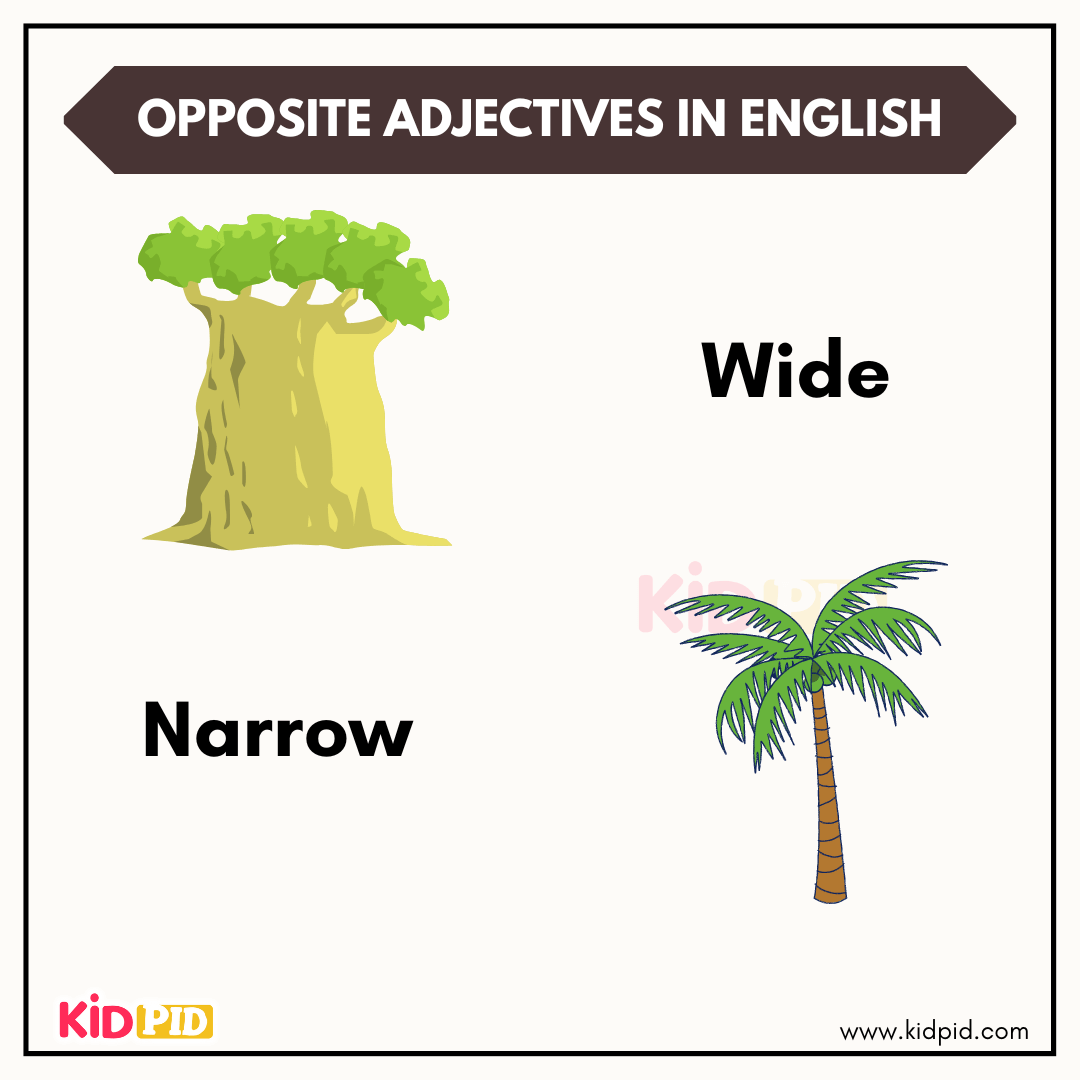 Opposite adjectives wide and narrow with tree examples
