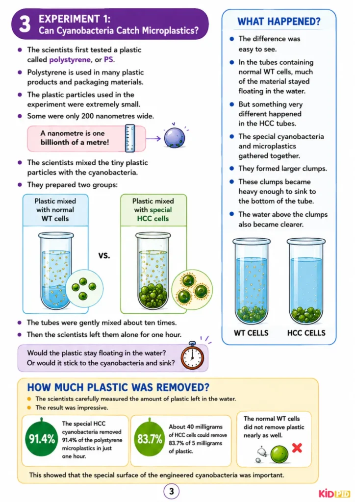 Experiment 1: Can Cyanobacteria Catch Microplastics?
